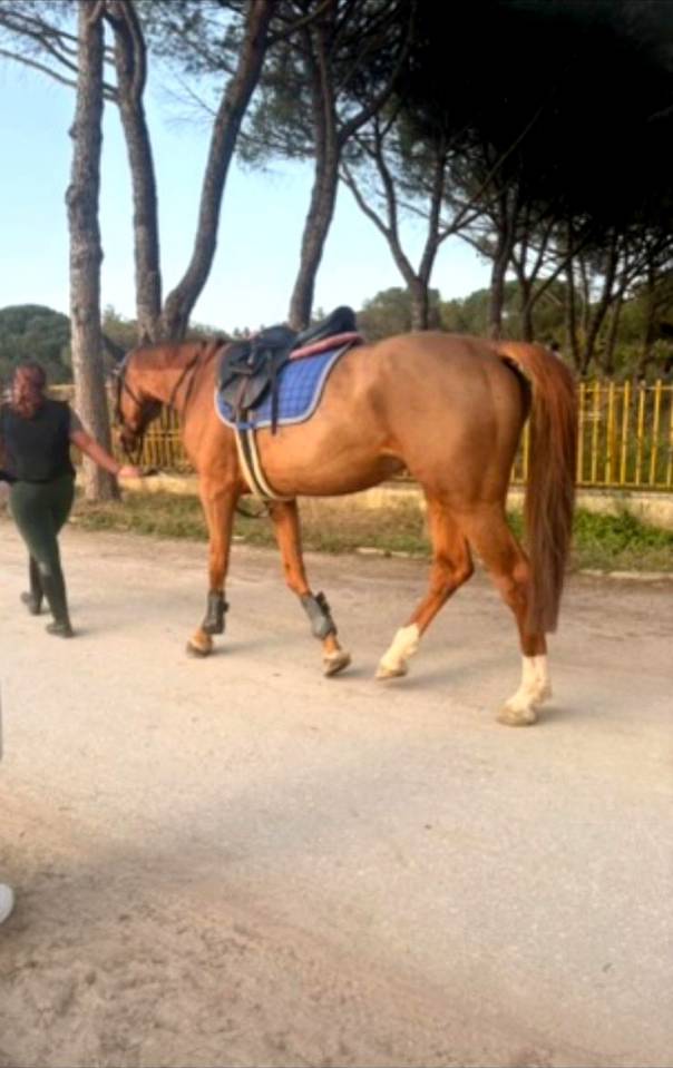 VENDO CAVALLA SELLA ITALIANA 2020  H 1,68 OTTIMA SALTO