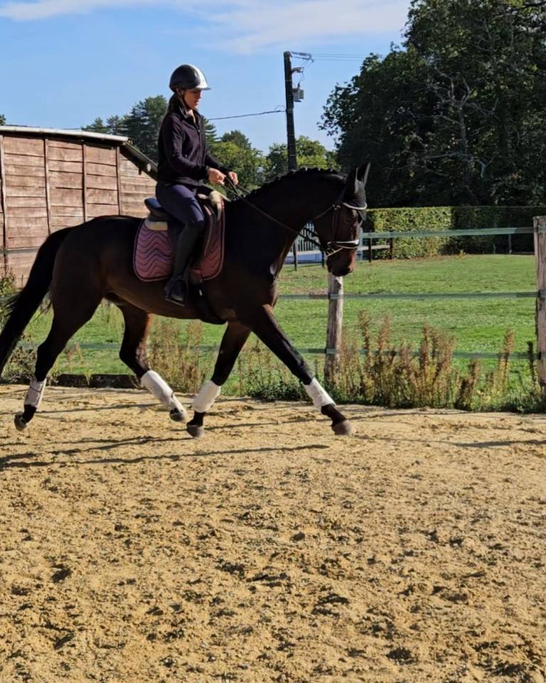 Castrone KWPN Cavallo da Sport Neerlandese In vendita 2022 Nero ,  R&eacute;volution
