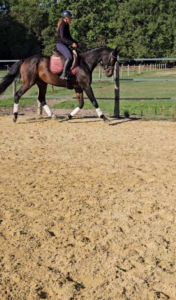 Castrone KWPN Cavallo da Sport Neerlandese In vendita 2022 Nero ,  R&eacute;volution