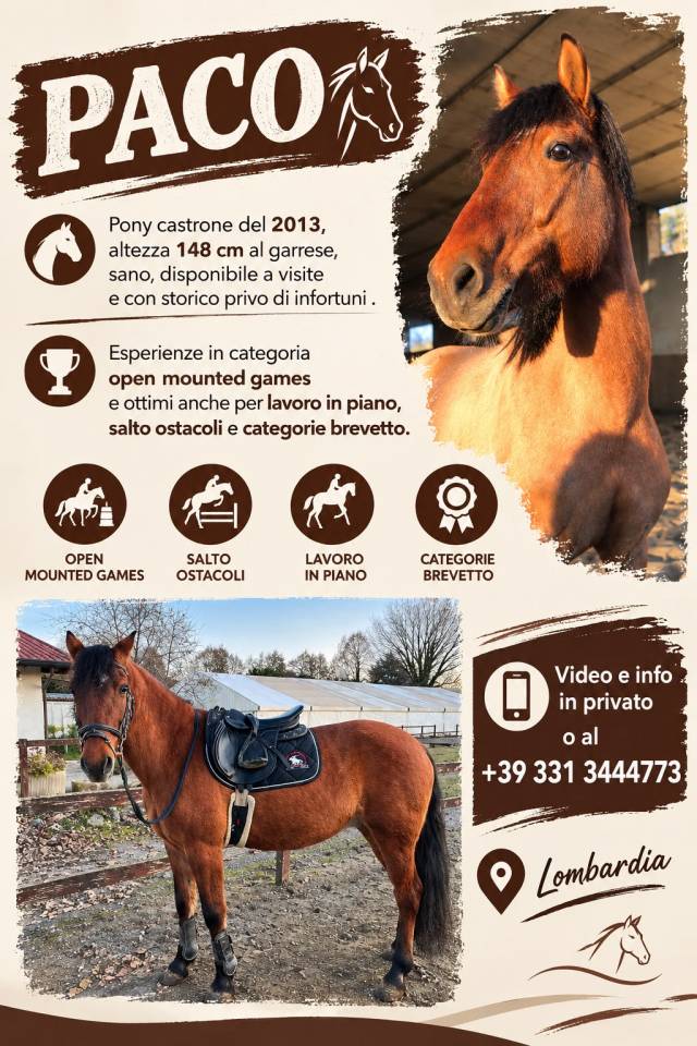 Pony castrone 148 cm, esperto in Mounted Games e salto 