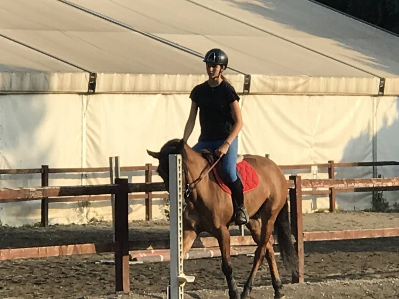 Pony castrone 148 cm, esperto in Mounted Games e salto 