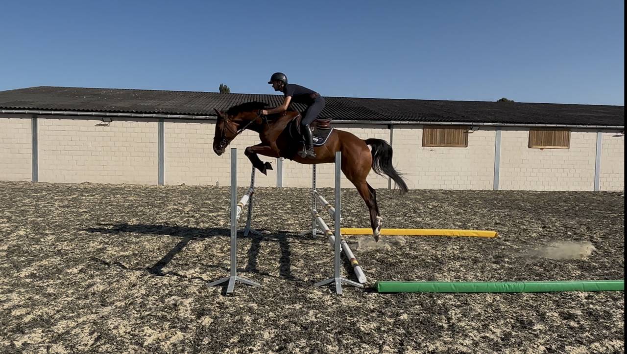 Castrone sBs Cavallo da Sport Belgio In vendita 2021 Baio ,  Fidelgo du houssoit