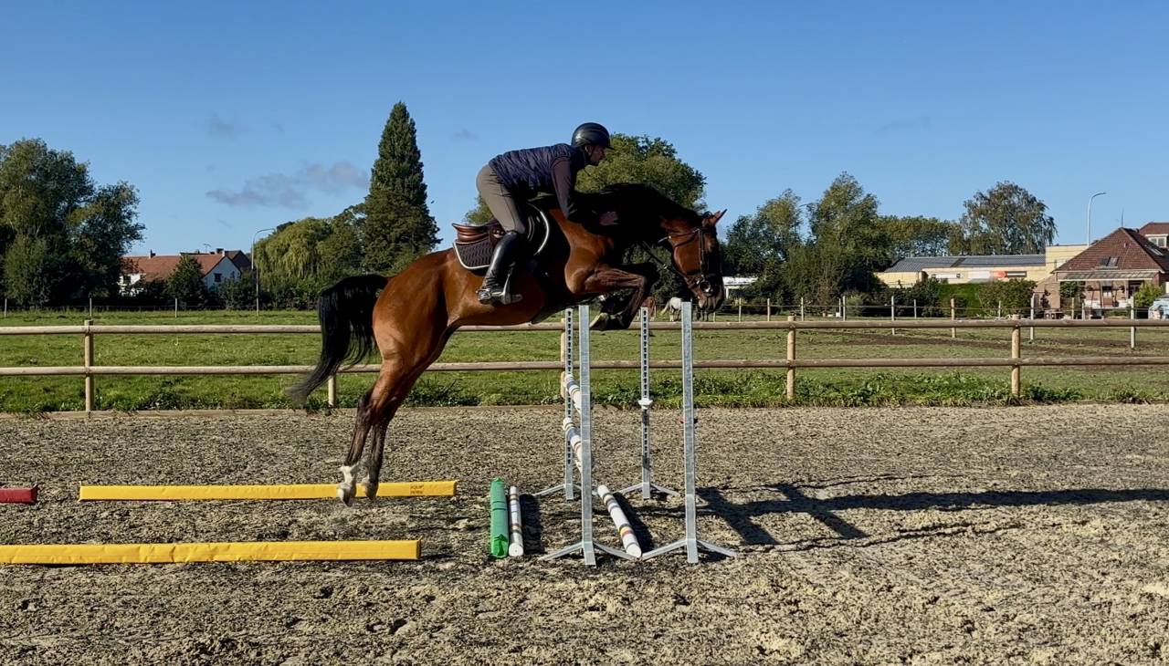 Castrone sBs Cavallo da Sport Belgio In vendita 2021 Baio ,  Fidelgo du houssoit