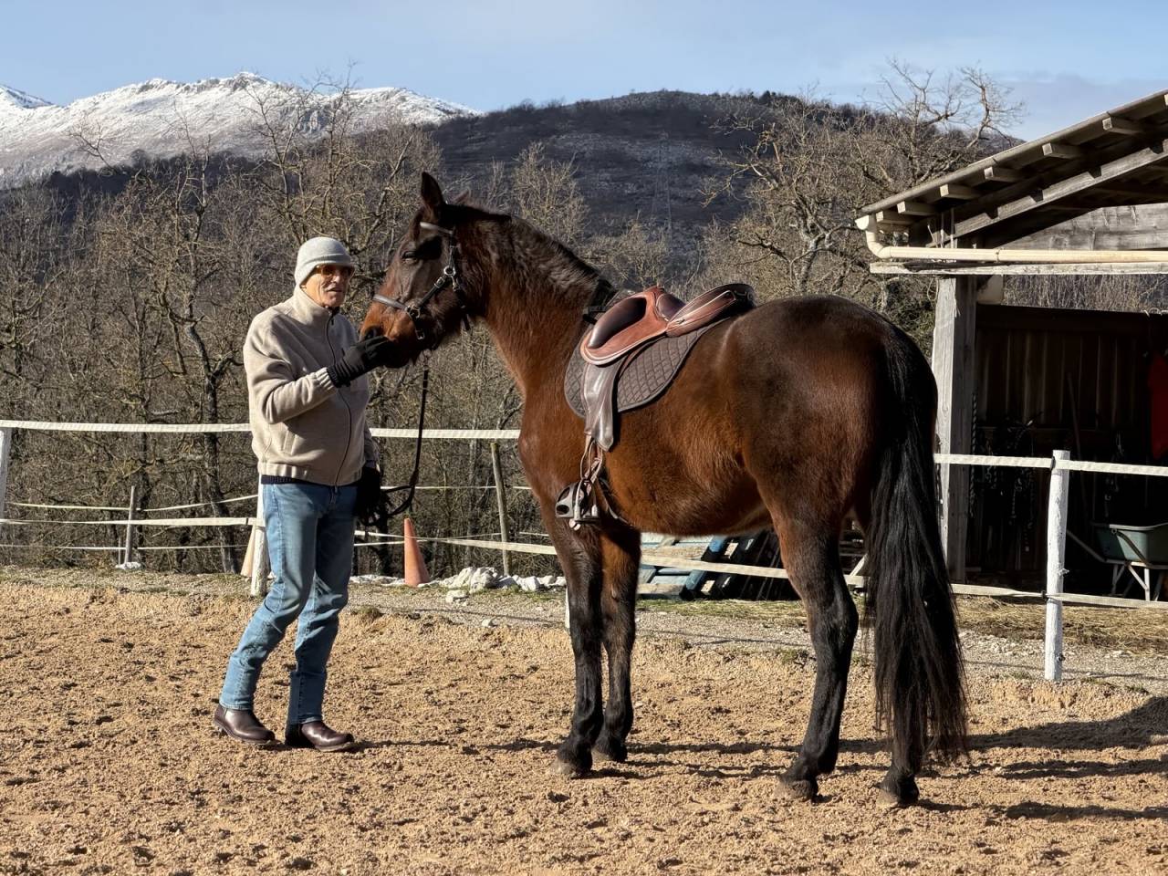 Castrone Trottatore Francese In vendita 2018 Baio ,  Orlando Vici 