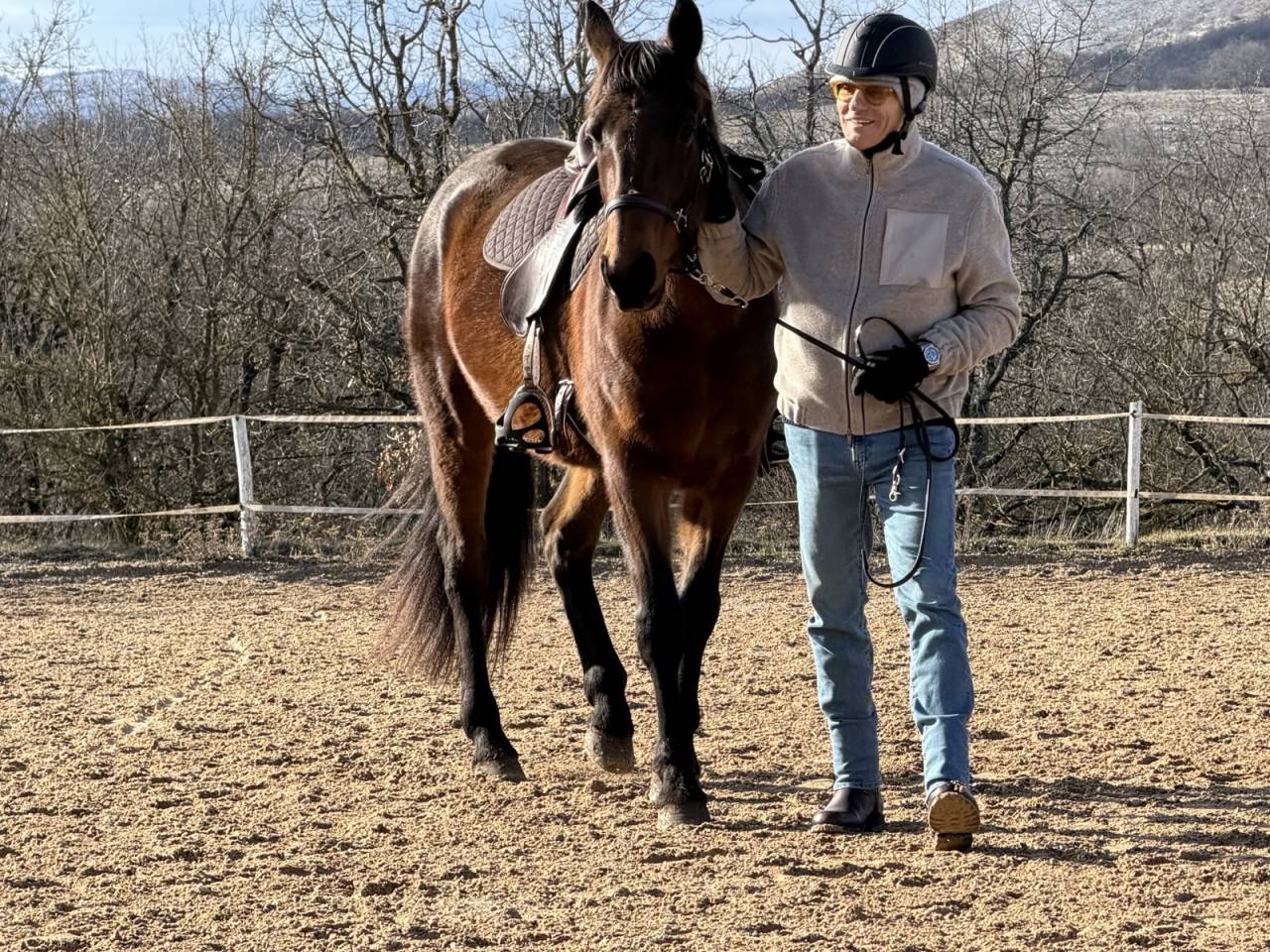 Castrone Trottatore Francese In vendita 2018 Baio ,  Orlando Vici 