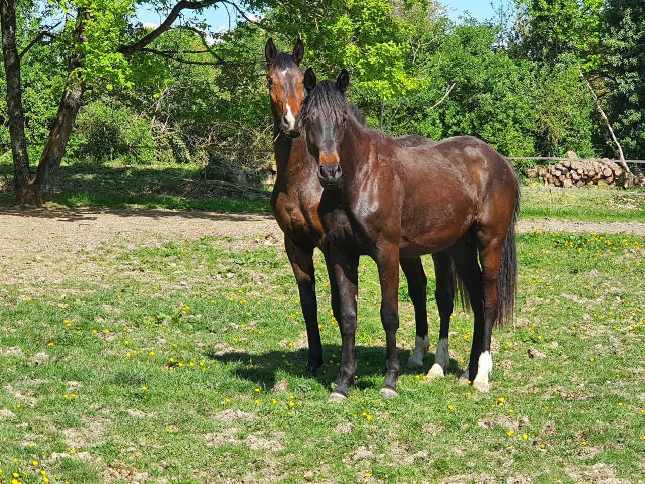 Puledra Hanovrien In vendita 2024 Nero ,  JAGGER