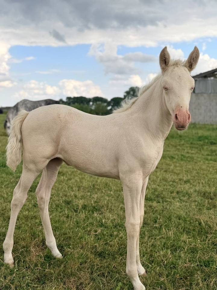 Cavalla PRE Andaluso In vendita 2026 Crema