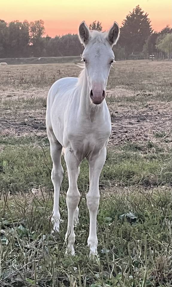 Cavalla PRE Andaluso In vendita 2026 Crema