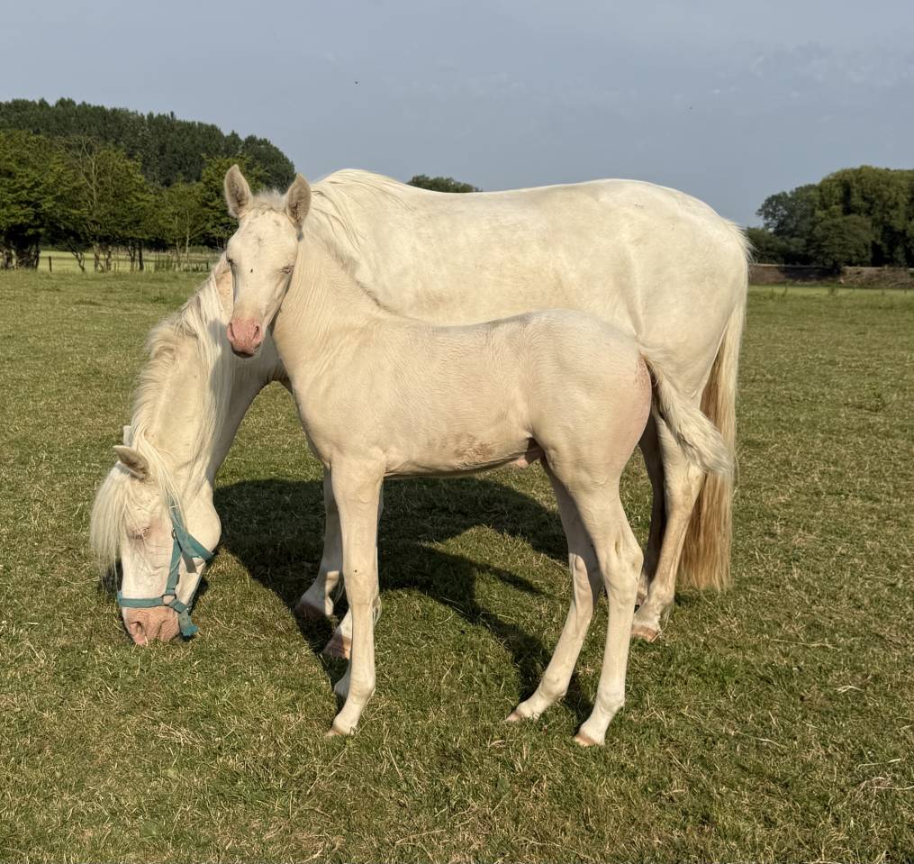 Cavalla PRE Andaluso In vendita 2026 Crema