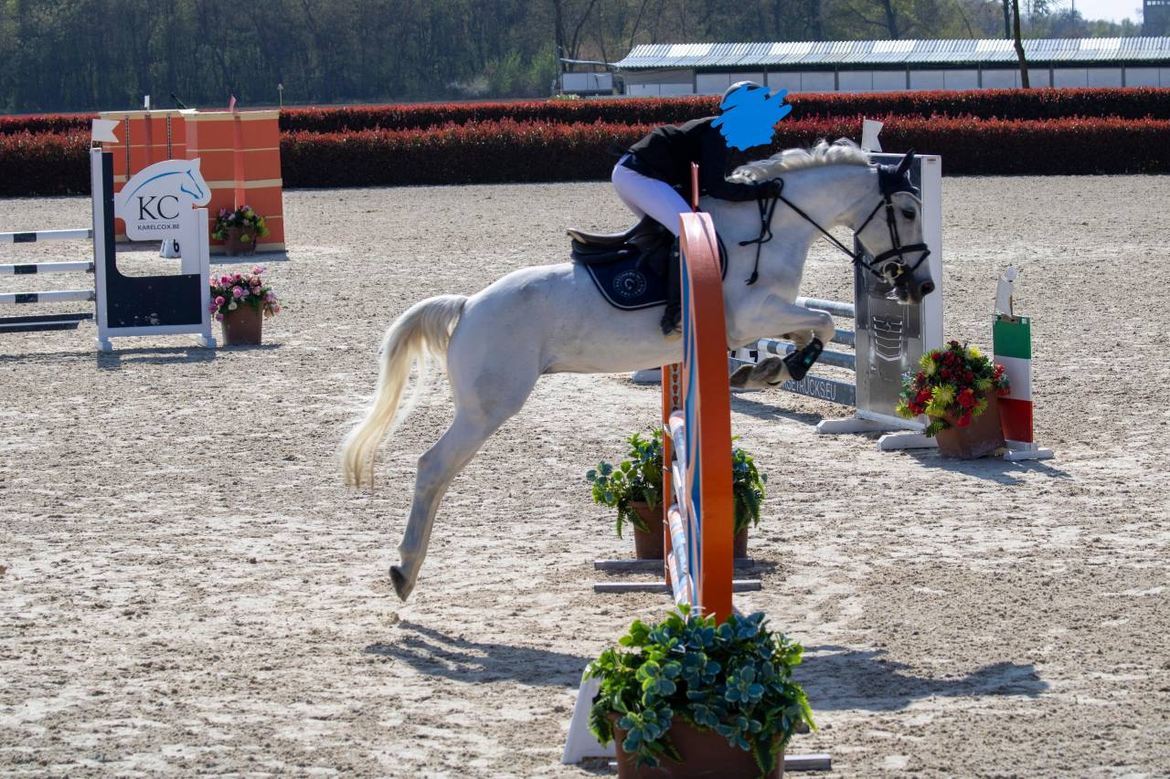 PONY POLIVALENTE PER BREVETTO