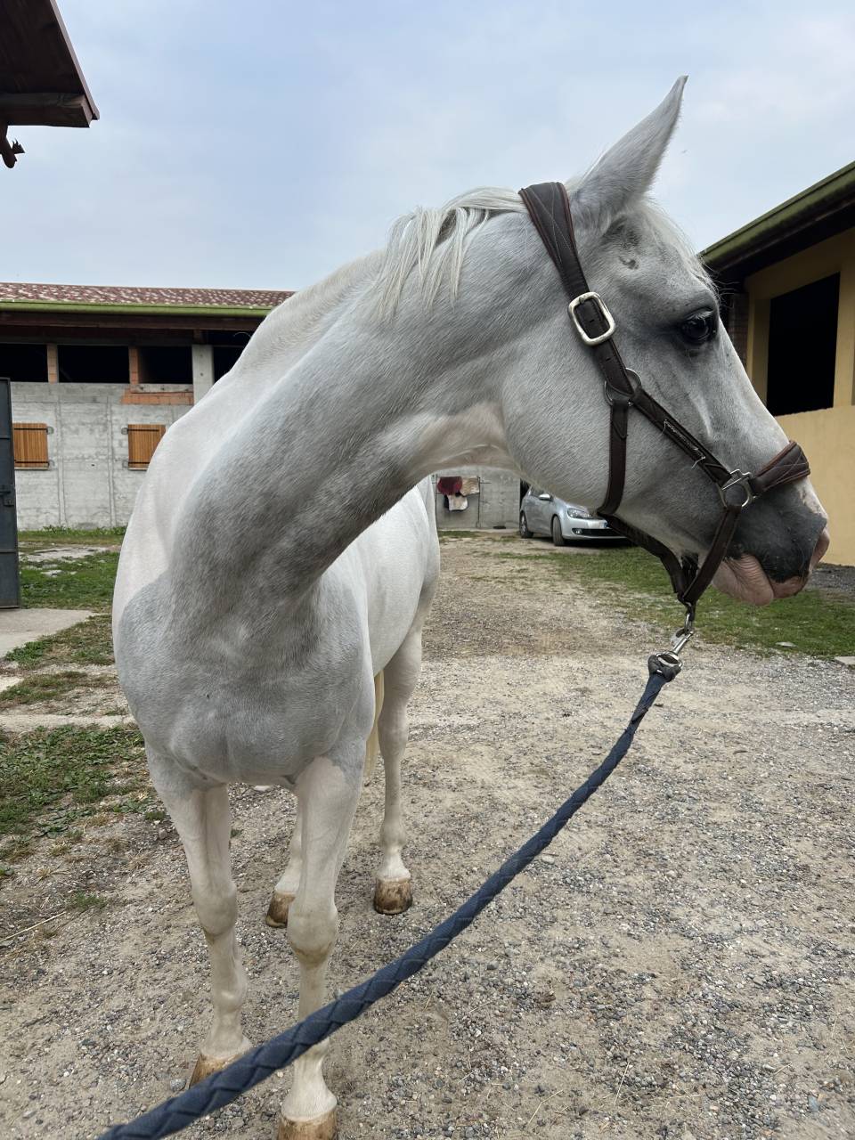 Vendita cavallo di 7 anni 