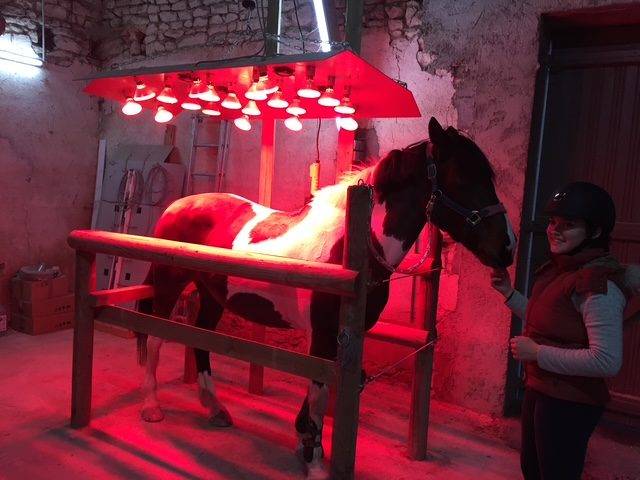 Scuderia per proprietari In vendita Vienne