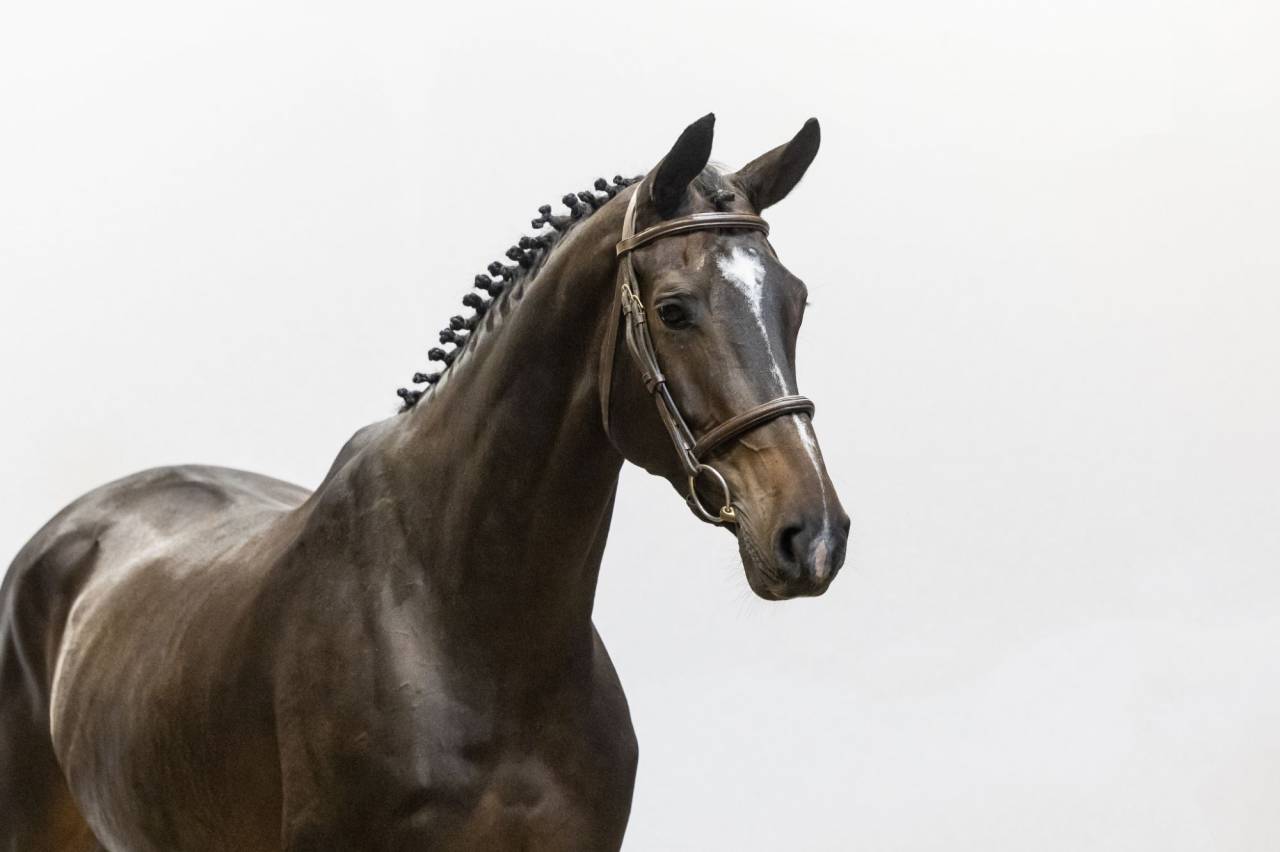 Cavalla Sella Francese In vendita 2018 Baio ,  Tornesch