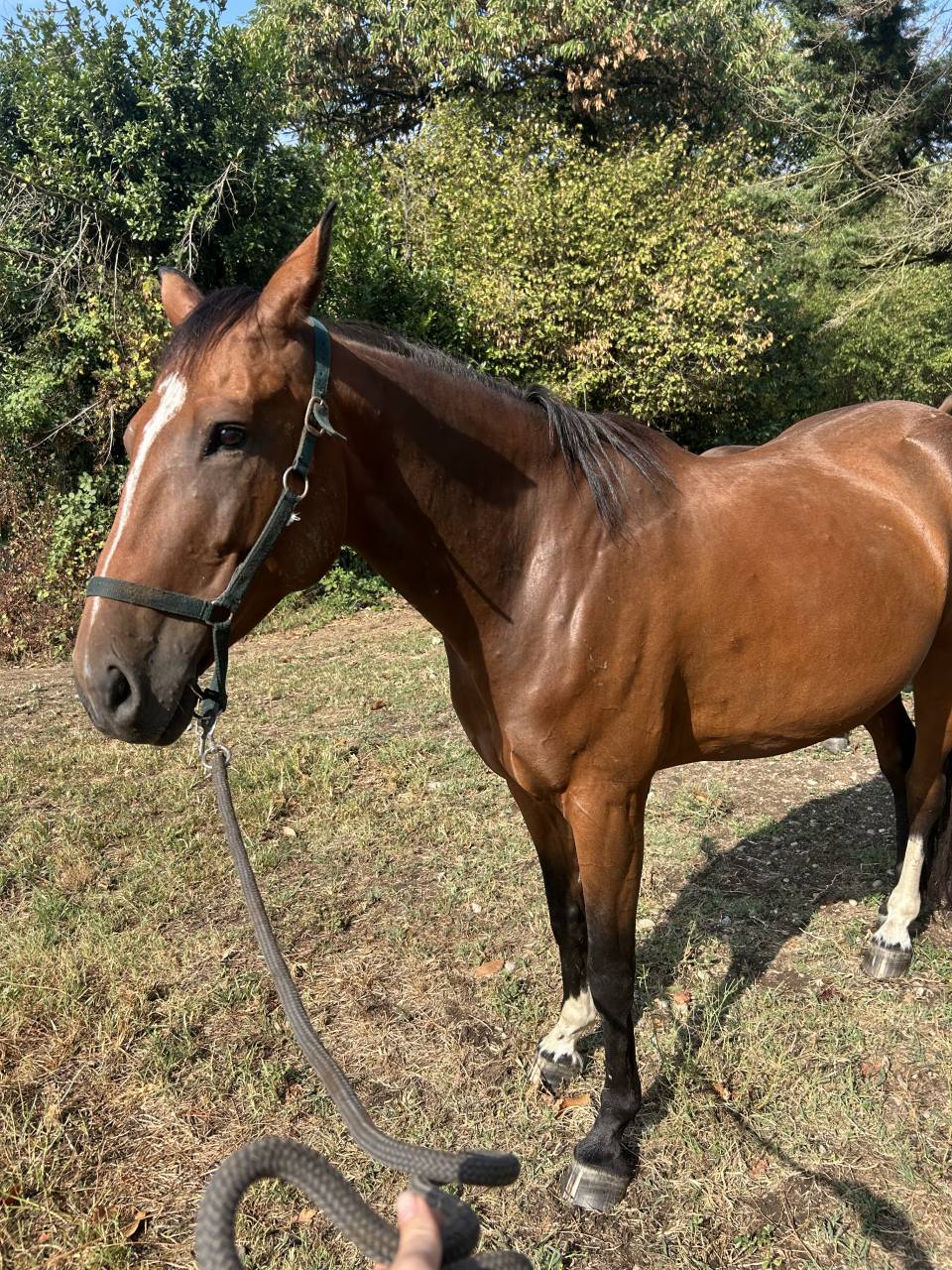 Cavallo in vendita 