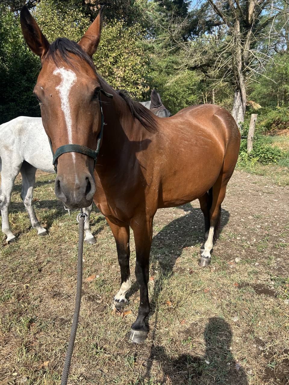 Cavallo in vendita 