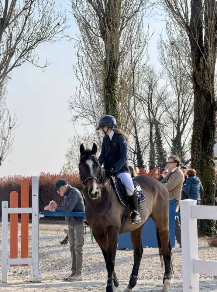 vendita/noleggio cavallo da salto 12 y.o