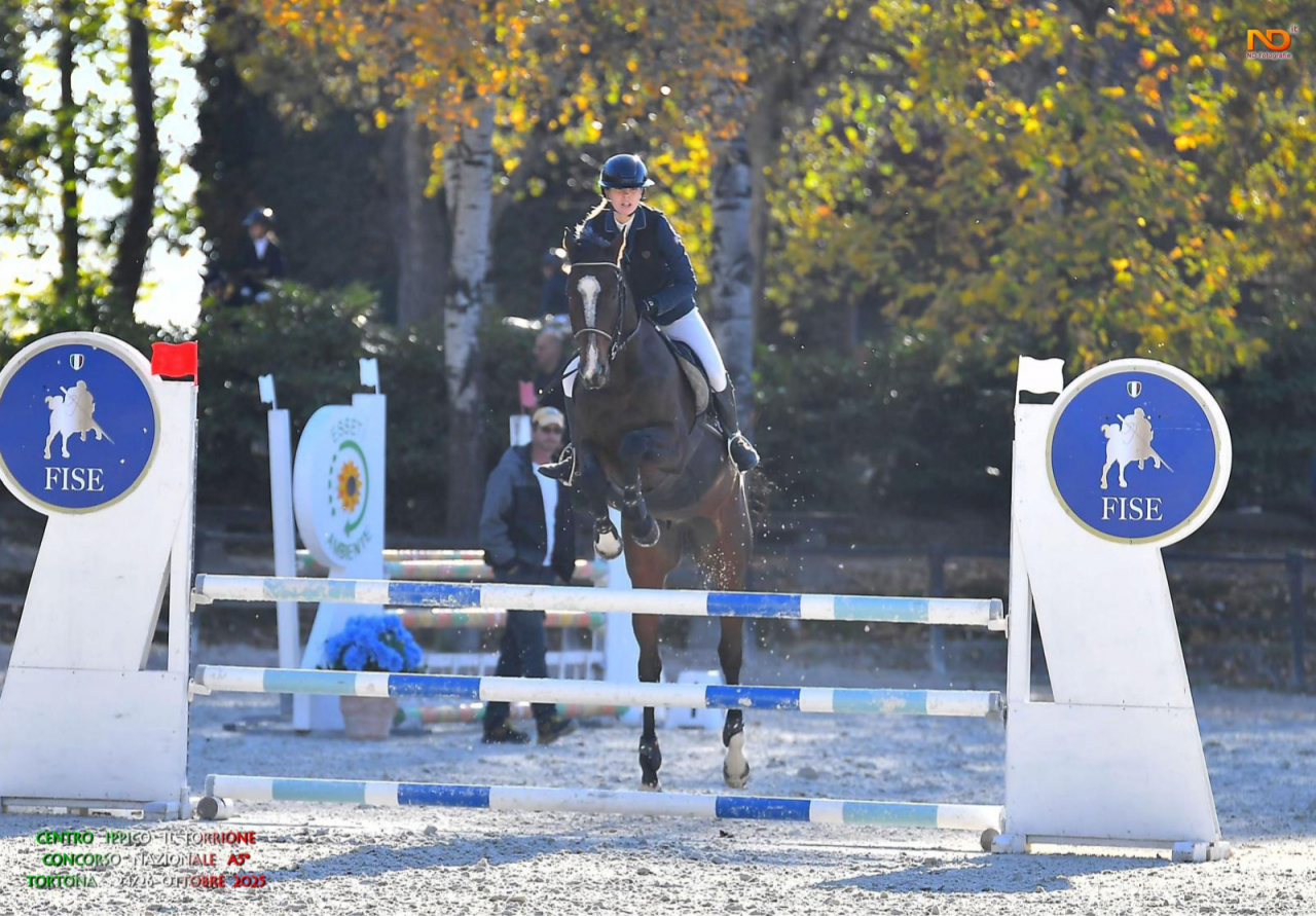 vendita/noleggio cavallo da salto 12 y.o