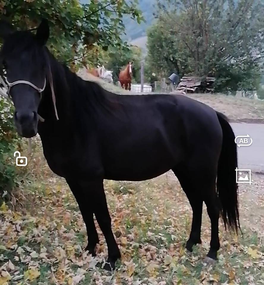 Cavalla nera per principianti