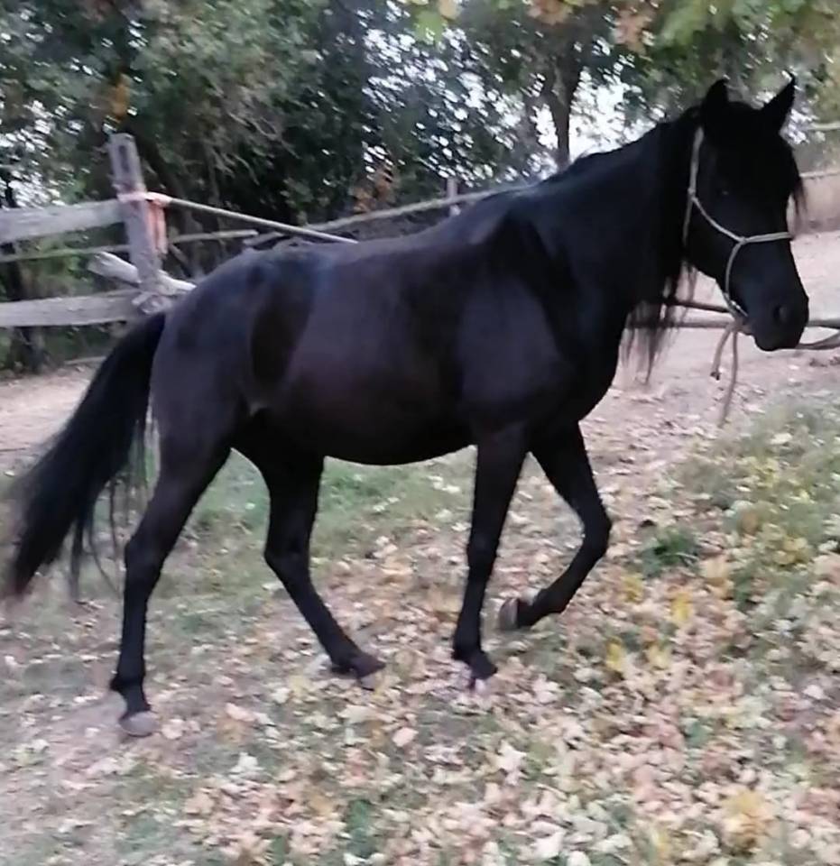 Cavalla nera per principianti