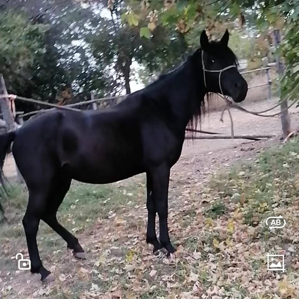 Cavalla nera per principianti