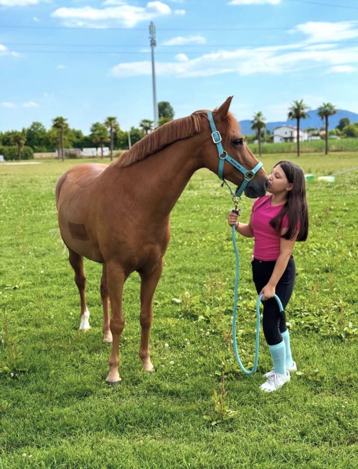 PONY DA SALTO DEL 2015 IN VENDITA