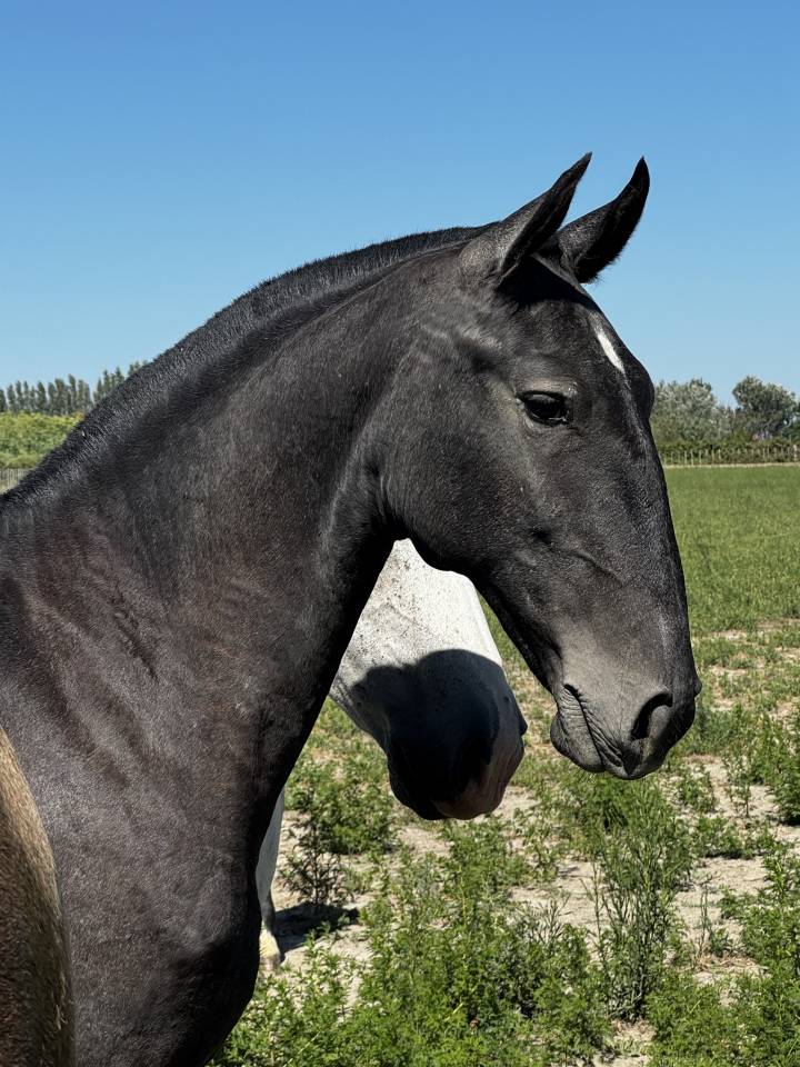 Puledra Lusitano In vendita 2025 Grigio ,  Pel&eacute; MBR