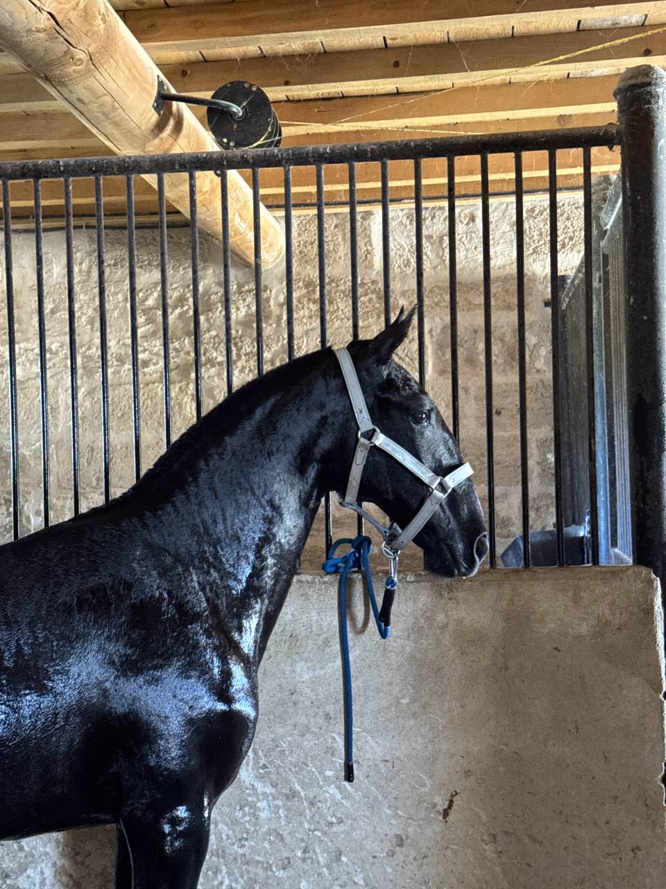 Puledra Lusitano In vendita 2025 Grigio ,  Pel&eacute; MBR
