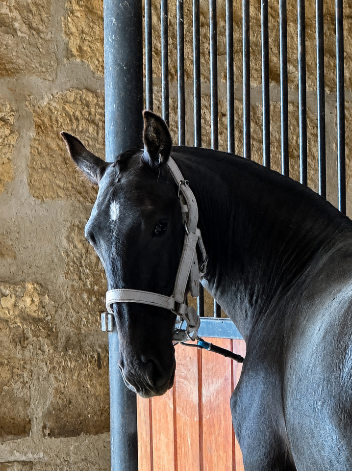 Puledra Lusitano In vendita 2025 Grigio ,  Pel&eacute; MBR