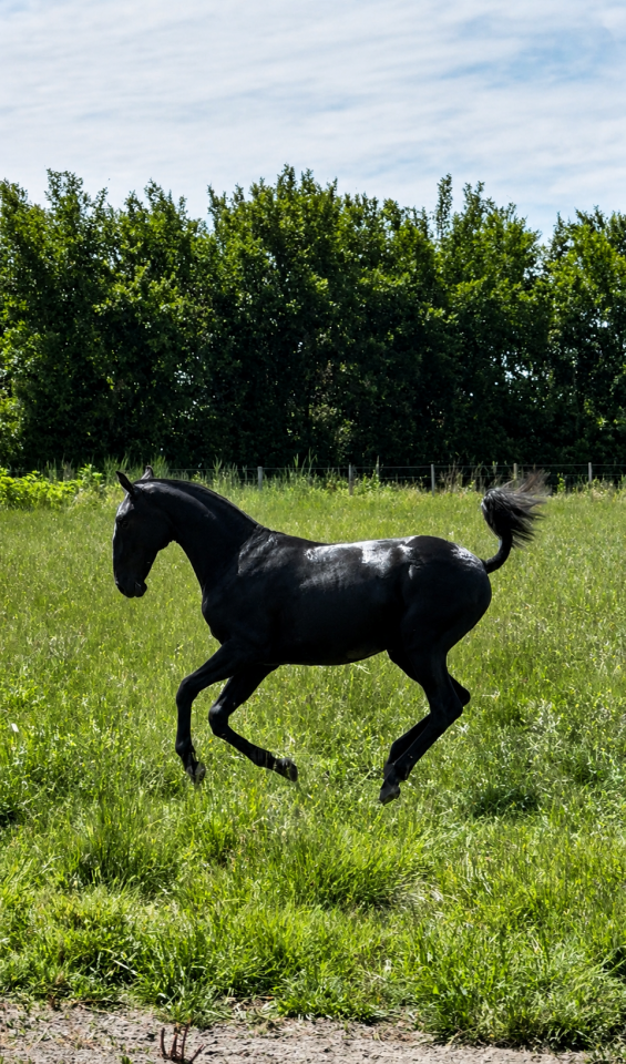 Puledra Lusitano In vendita 2025 Grigio ,  Pel&eacute; MBR