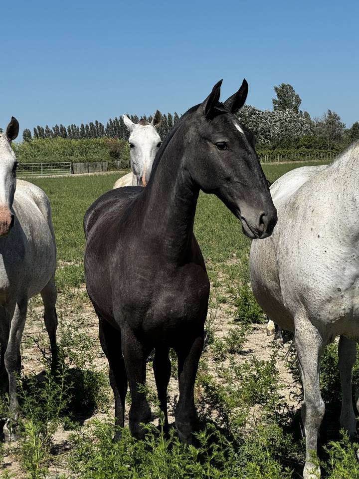Puledra Lusitano In vendita 2025 Grigio ,  Pel&eacute; MBR
