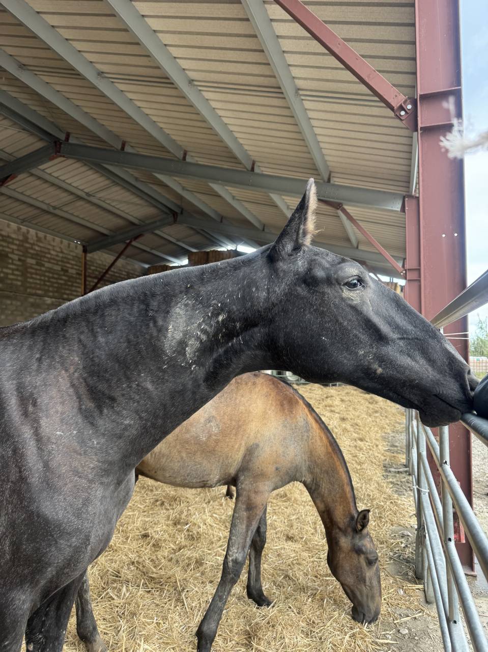 Puledra Lusitano In vendita 2025 Grigio ,  Pel&eacute; MBR