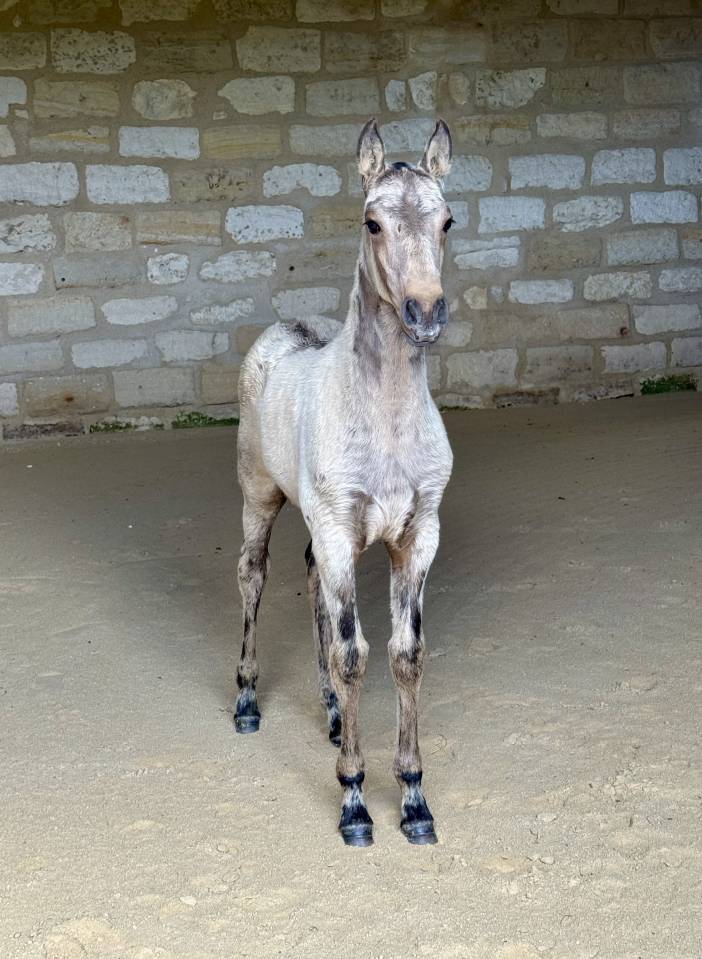 Puledra Lusitano In vendita 2026 Isabella ,  Panerai da Sta Fe