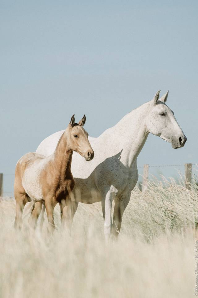 Puledra Lusitano In vendita 2026 Isabella ,  Panerai da Sta Fe
