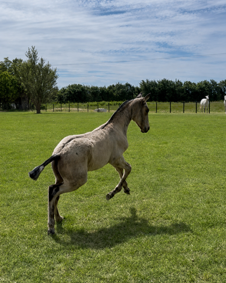 Puledra Lusitano In vendita 2026 Isabella ,  Panerai da Sta Fe