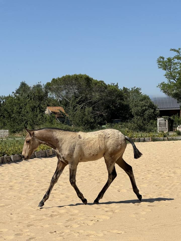 Puledra Lusitano In vendita 2026 Isabella ,  Panerai da Sta Fe
