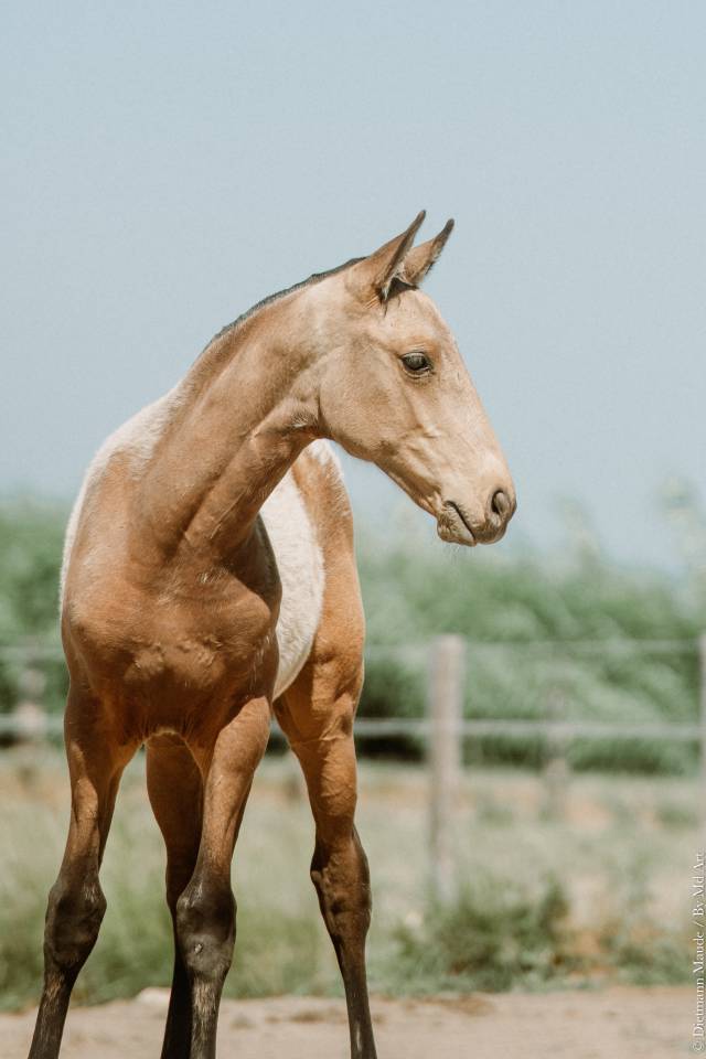 Puledra Lusitano In vendita 2026 Isabella ,  Panerai da Sta Fe