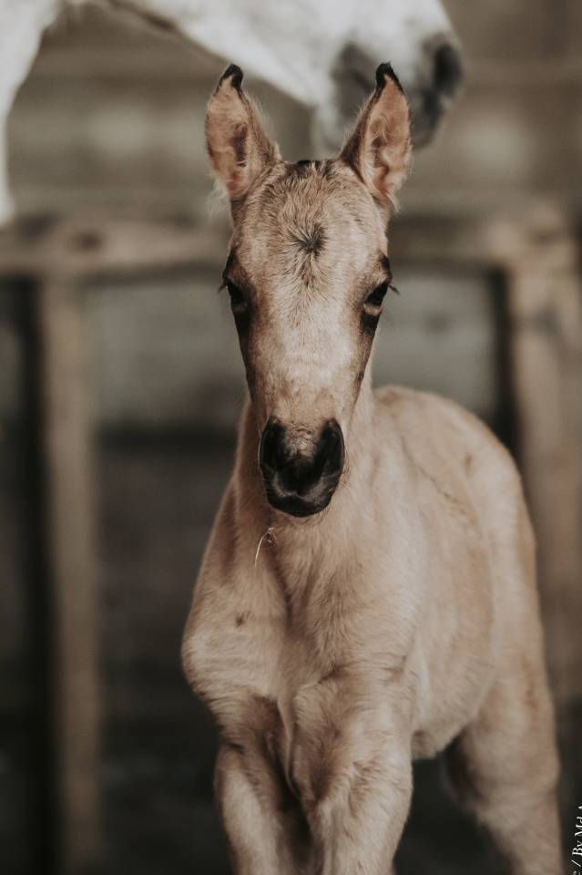 Puledra Lusitano In vendita 2026 Isabella ,  Panerai da Sta Fe