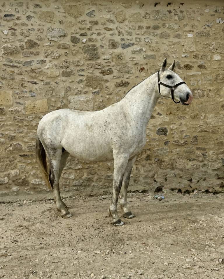 Fattrice Lusitano In vendita 2013 Grigio ,  Riopele SSC