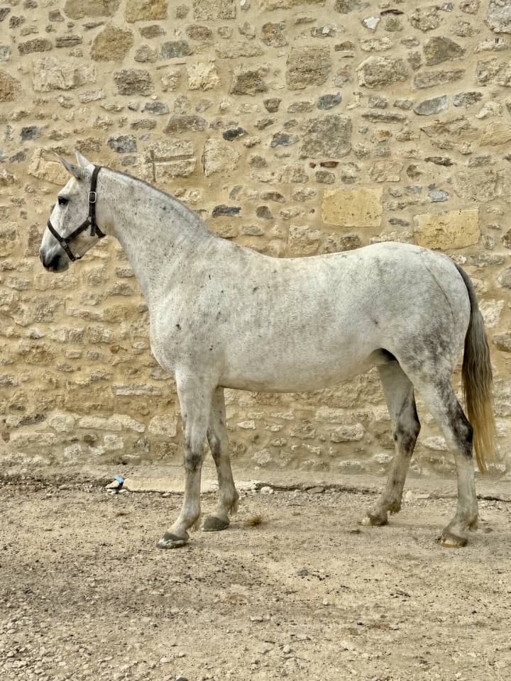 Fattrice Lusitano In vendita 2013 Grigio ,  Riopele SSC