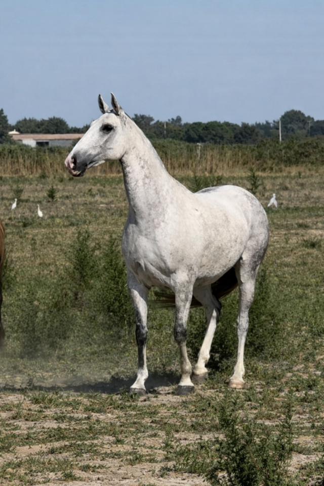 Fattrice Lusitano In vendita 2013 Grigio ,  Riopele SSC