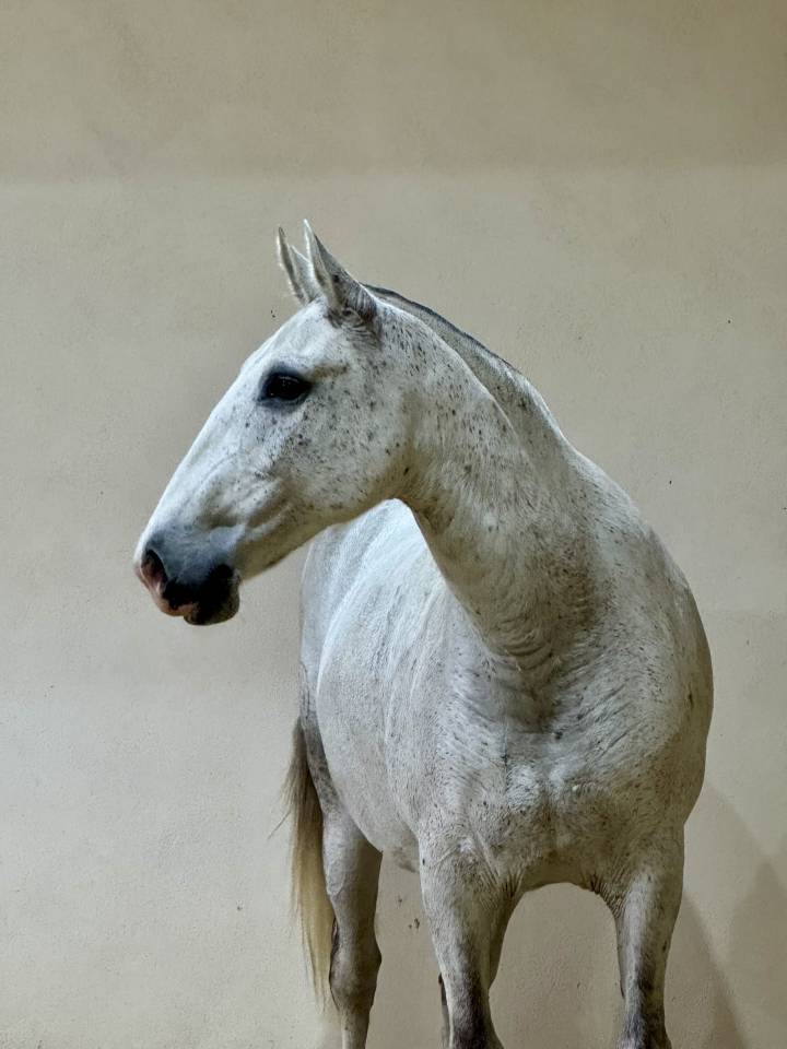 Fattrice Lusitano In vendita 2013 Grigio ,  Riopele SSC