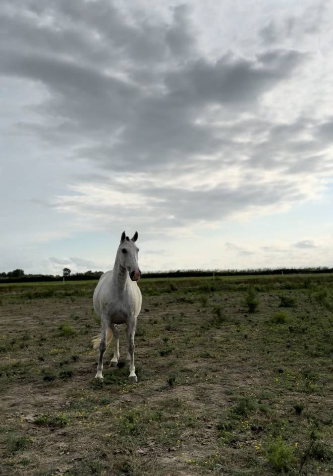 Fattrice Lusitano In vendita 2013 Grigio ,  Riopele SSC