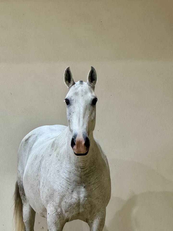 Fattrice Lusitano In vendita 2013 Grigio ,  Riopele SSC