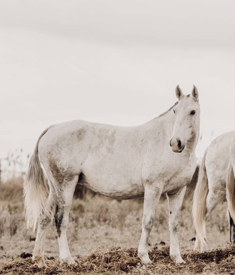 Fattrice Lusitano In vendita 2013 Grigio ,  Riopele SSC