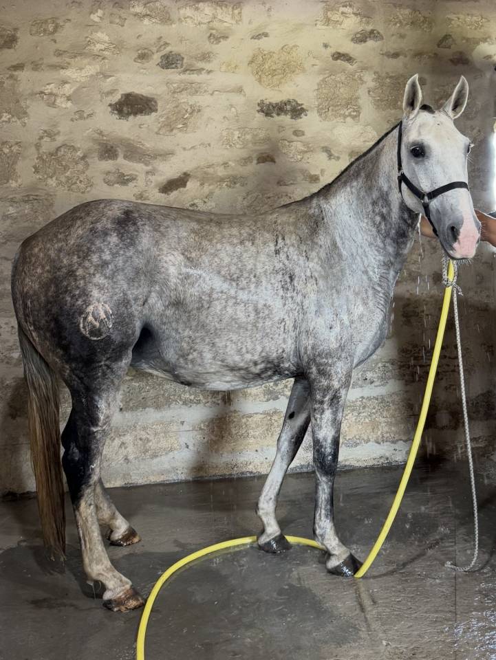 Fattrice Lusitano In vendita 2013 Grigio ,  Riopele SSC