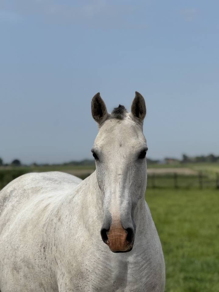 Fattrice Lusitano In vendita 2013 Grigio ,  Riopele SSC