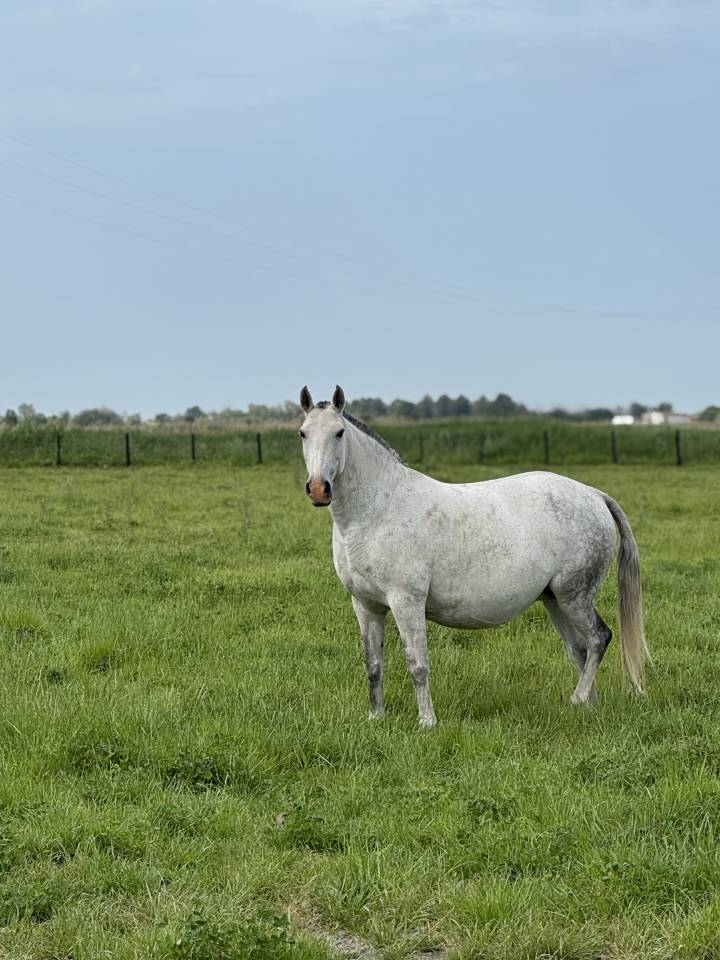 Fattrice Lusitano In vendita 2013 Grigio ,  Riopele SSC