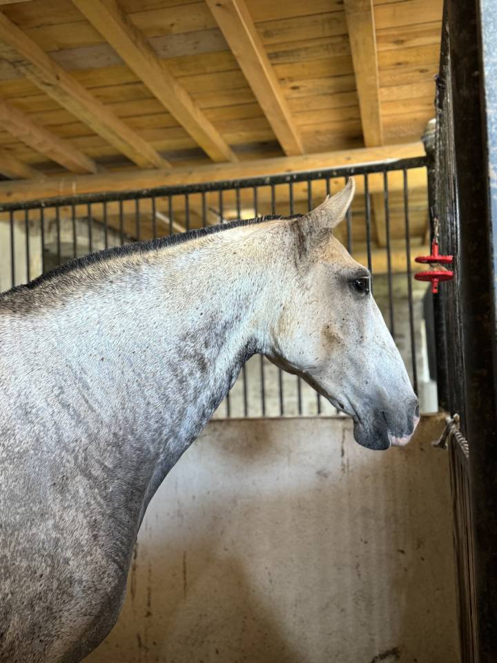 Fattrice Lusitano In vendita 2013 Grigio ,  Riopele SSC