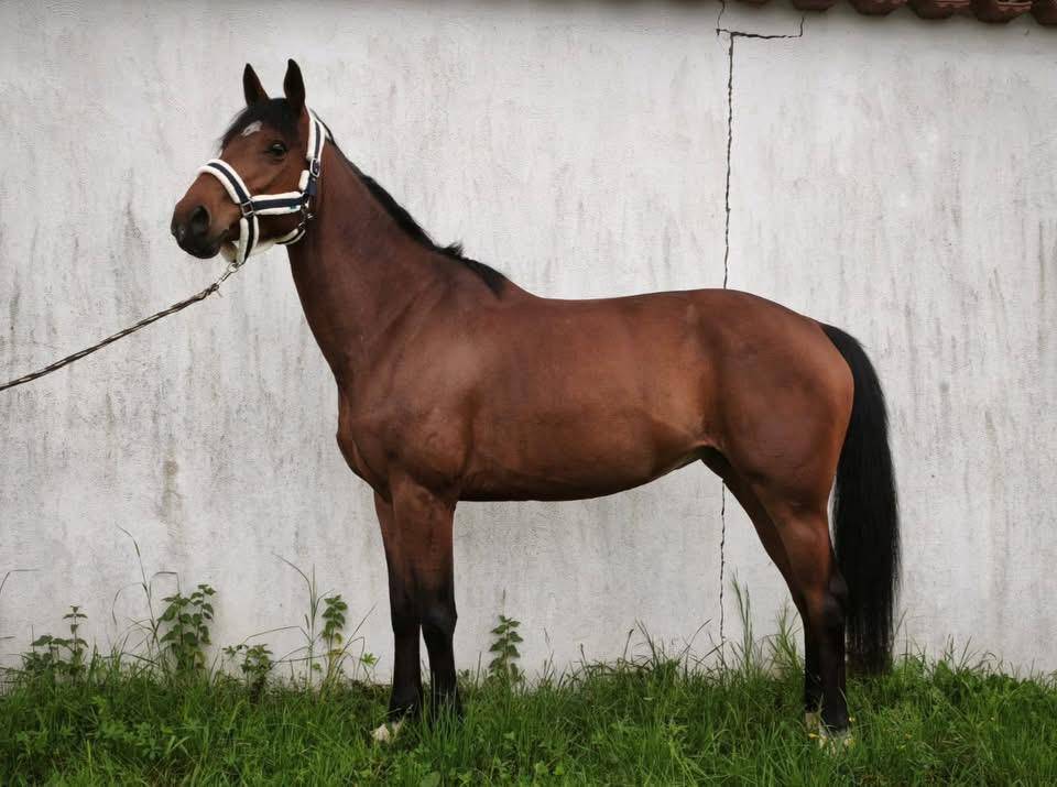 Cavalla Sella Francese In vendita 2021 Baio ,  Groovy Semilly