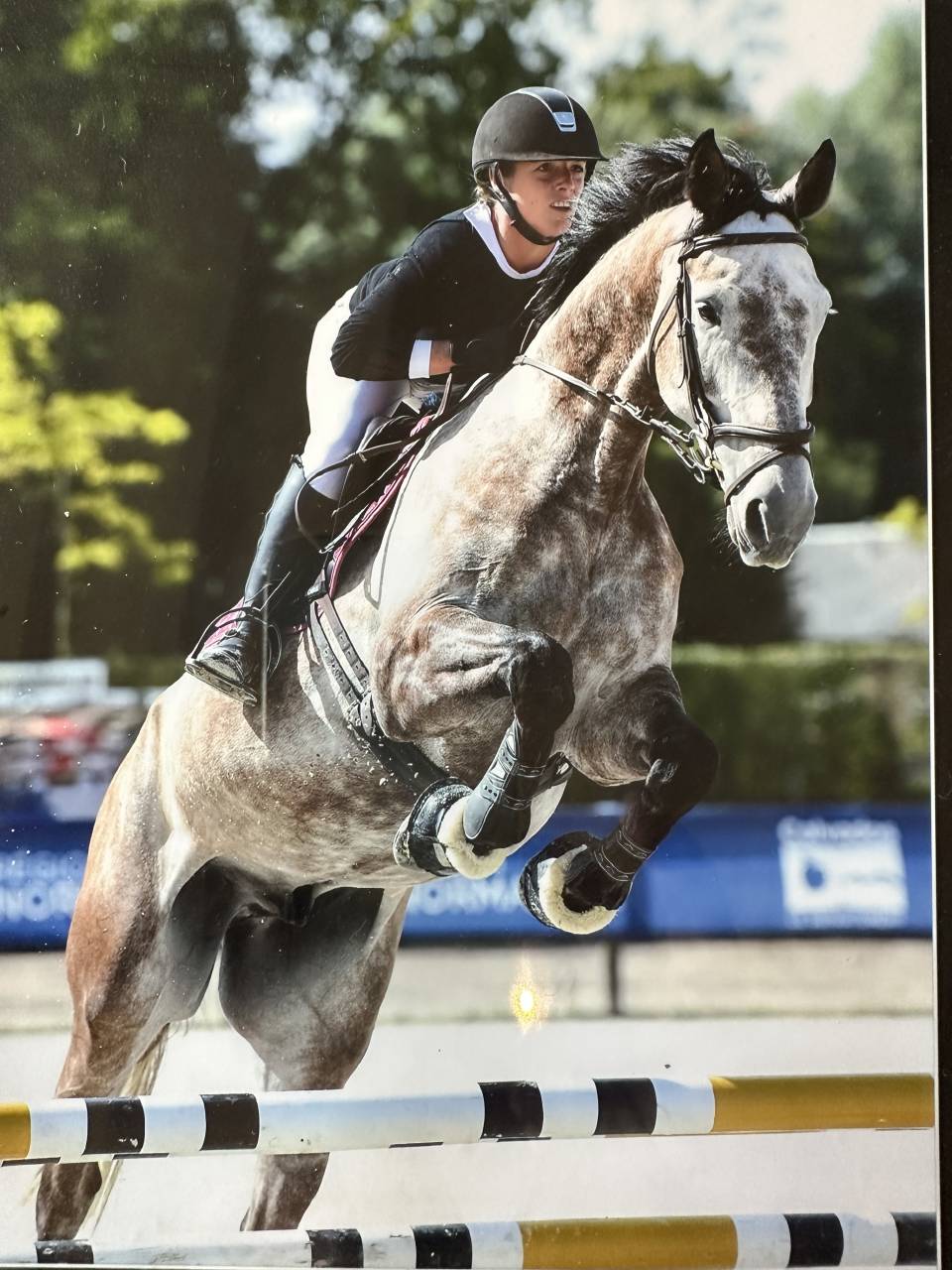 Castrone KWPN Cavallo da Sport Neerlandese In vendita 2015 Grigio ,  FABRIANO VDL